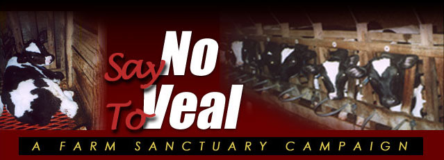 These young calves will never leave these crates except to be slaughtered........ Don't buy veal...go vegetarian !
