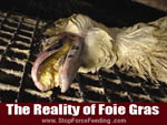 This is a sentient being who died a torturous death. Ask your Government to pass a bill to ban force feeding ducks