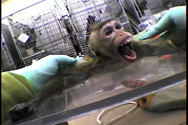 Join SHAC to help stop Huntington Life Sciences from it's barbaric animal testing