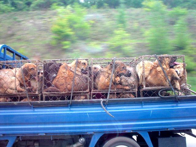 Dogs in Korea on their way to slaughter. Please urge Korean Government to not legalise dog meat