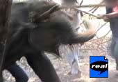 Watch this shocking video - How they "tame" baby elephants 