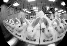 Procter & Gamble lab with rabbits restrained for testing. Some break their necks trying to get away from the pain. 