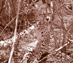 Snared Cheetah. This is the preferred method today. Theres no quick death for these animals. Support WSPA